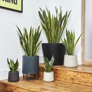 Teras Minimalis: Inspirasi dan Tips Menata • Sikatabis.com