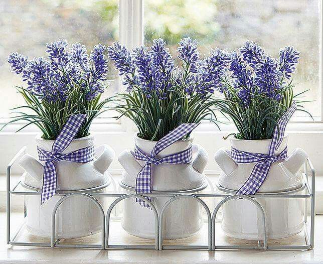 Tanaman Lavender